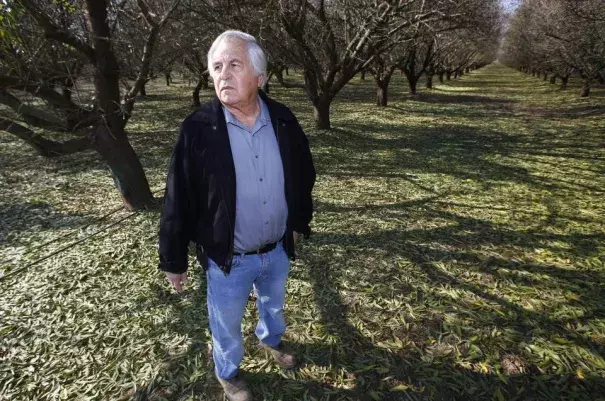 Farmer George Goshgarian farms an almond orchard where he's been actively applying water to the trees to help recharge the aquifer Thursday, Nov. 19, 2015 in Fresno, Calif. The almond industry, along with UC scientists, are studying how to increase groundwater recharge through open field flooding. Gary Kazanjian