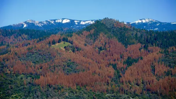 The U.S. Forest Service’s aerial survey team estimates tree mortality in California by flying over the forests and observing the canopy's texture and color. Photo: USDA
