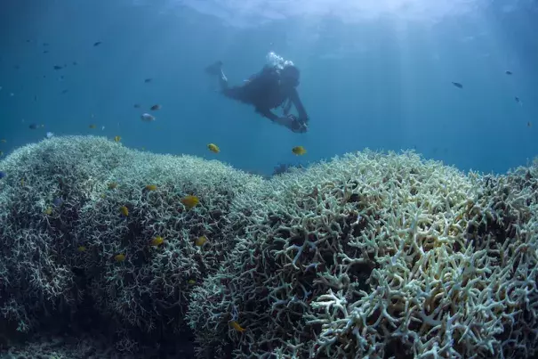 Photo: Catlin Seaview Survey, via globalcoralbleaching.org