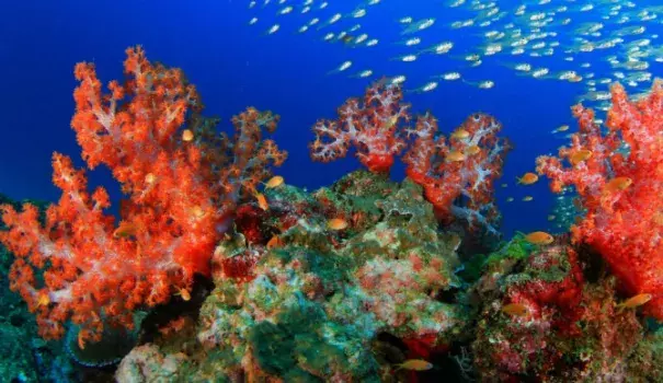 Coral bleaching. Photo: Rich Carey,Shutterstock