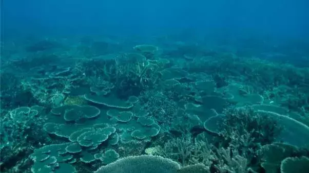 The Abrolhos Islands off Geraldton harbour a wonderworld of corals at risk from climate change. Photo: Marine Ecology and Monitoring Section, Department of Fisheries. 