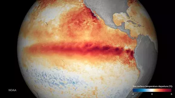 El Nino 2015-16, NOAA