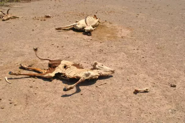 Carcasses of cattle litter the landscape in northeastern Ethiopia. More than 80 percent of Ethiopia's population works in agriculture, making the country especially vulnerable to drought. Photo: Jacey Fortin, The New York Times