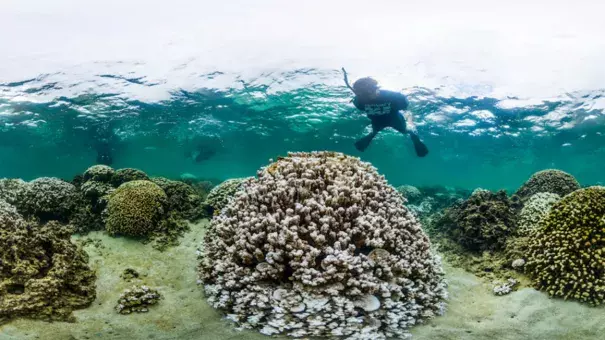 A marine biologist inspects a heavily bleached coral in Kaneohe Bay, Hawaii in October 2014. Image: XL CATLIN SEAVIEW SURVEY