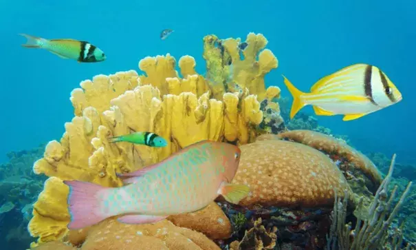 Coral reefs worldwide are facing a mass bleaching event due to high ocean temperatures, says Noaa. Photograph: Alamy