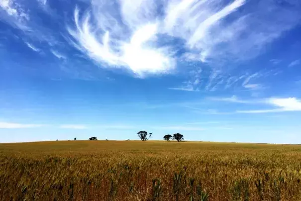 There were unseasonal heatwave conditions in South Australia in October.  ABC: Steven Schubert