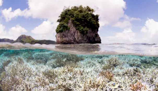 Bleached coral in American Samoa earlier this year. Photo: Catlin Seaview Survey
