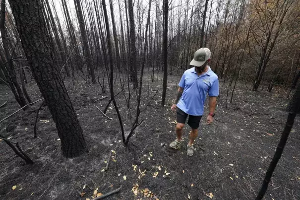 Resident Kevin Johnson walks through a forest burnt from wildfire behind his home in Leesville, La., Wednesday, September 13, 2023. (Credit: AP Photo/Gerald Herbert)