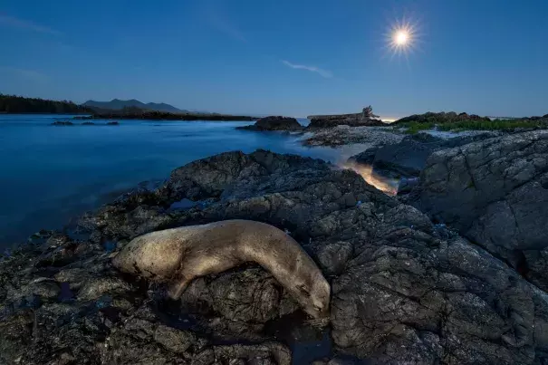 Thousands of California sea lions, such as this one on rocks near Canada’s Vancouver Island, died in 2014 and 2015. Many starved as they struggled to find food in an unusually warm eastern Pacific. Photo: Paul Nicklen