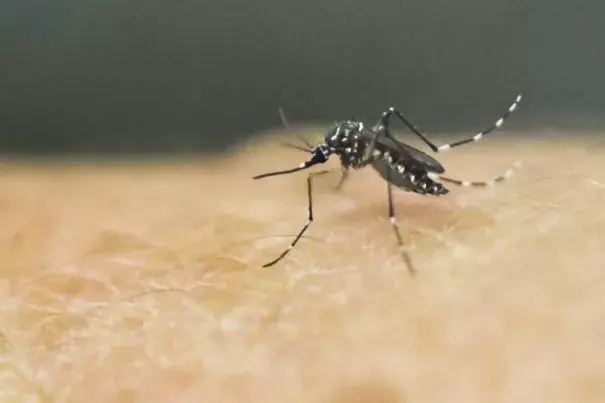 An Aedes Aegypti mosquito is photographed on human skin in a lab of the International Training and Medical Research Training Center (CIDEIM) on January 25, 2016, in Cali, Colombia. Photo: Luis Robayo, AFP/Getty Images