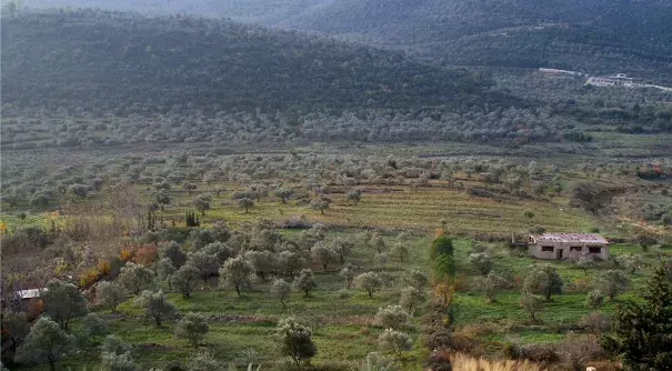 Olive groves in Western-Syria. Photo: High Contrast