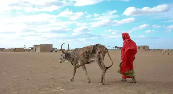 Drought conditions have killed livestock in Ethiopia as the country enters a humanitarian crisis Photo: Abiy Getahun, Oxfam)