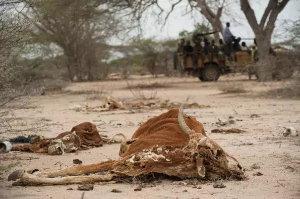 Severe drought and conflict in Somalia caused a famine in 2010-2012 that eventually killed a quarter of a million people. Photo: AFP, Phil Moore