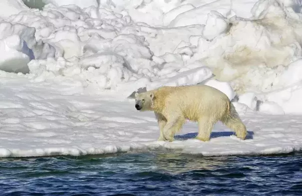 FILE - In this June 15, 2014, file photo released by the U.S. Geological Survey, a polar bear dries off after taking a swim in the Chukchi Sea in Alaska. (Credit: Brian Battaile/U.S. Geological Survey via AP, File)