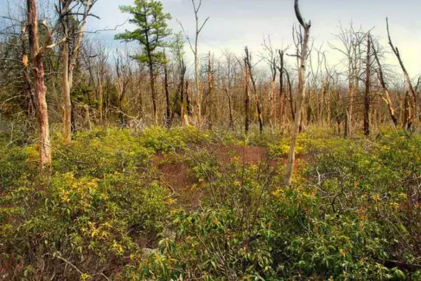 Diverse meadow post fire in Bald Eagle State Forest. Credit: Nicholas A. Tonelli creative commons license