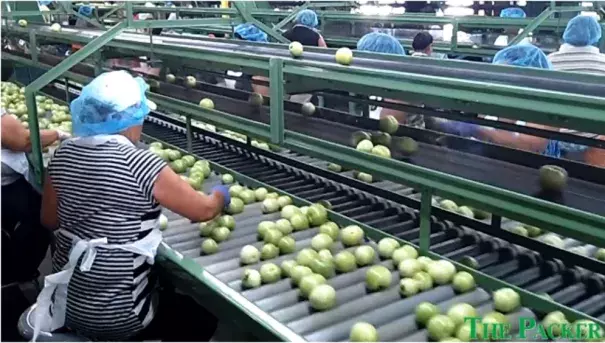 Florida growers are battling record high temperatures as extreme heat matures the state’s tomatoes. Photo: The Packer