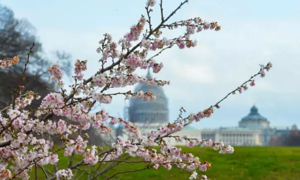Cherry blossoms are seen on the street in Washington DC on Tuesday due to the warm weather. Photograph: Bao Dandan/Xinhua Press/Corbis