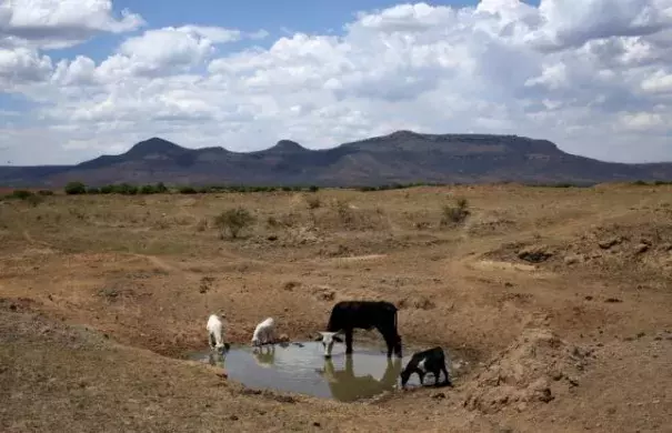 Livestock drink from a drying river outside Utrecht, a small town in the northwest of KwaZulu-Natal, November 8, 2015. REUTERS/SIPHIWE SIBEKO