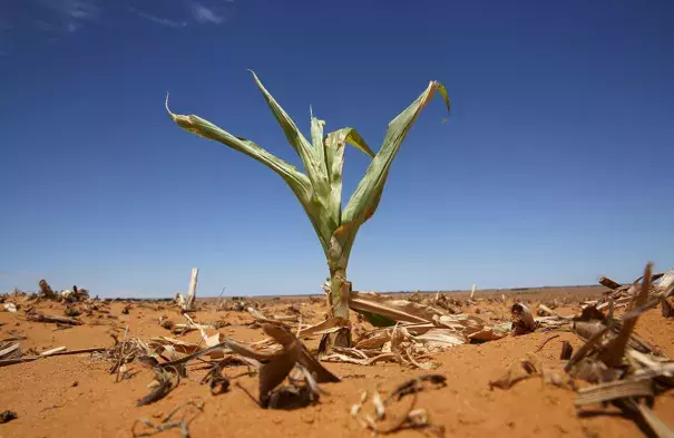 A maize plant struggles for life in a parched field in Hoopstad, usually the country's most productive maize farming area. Photo: Siphiwe Sibeko, Reuters