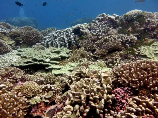 A pristine coral reef near the remote Millennium Atoll in the central Pacific. Photo: Jennifer Smith