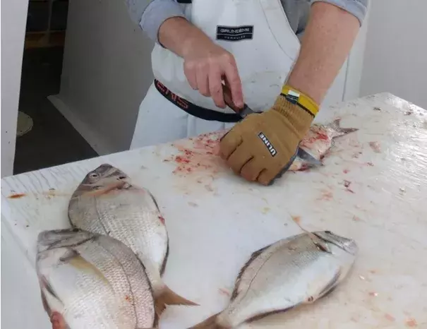 Ryan Dubrule, deck hand on the Black Hawk charter fishing boat, earlier this month fillets one of the scup caught by passengers abroad the vessel. Photo: Judy Benson, The Day