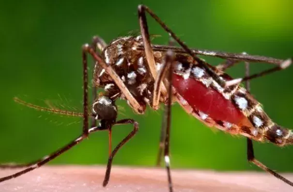 Photo: James Gathany/Centers for Disease Control and Prevention via AP