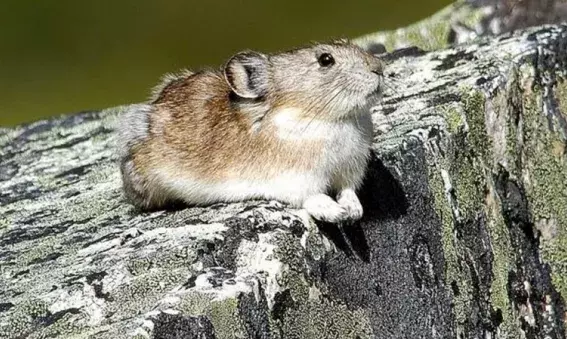 The collared pika, related to the rabbit, is listed as a 'special concern' on the Species At Risk list. Photo: John Nagy, Vancouver Sun