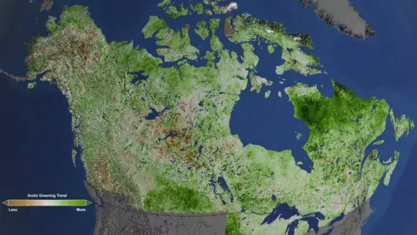 Using 29 years of data from Landsat satellites, researchers at NASA have found extensive greening in the vegetation across Alaska and Canada. Rapidly increasing temperatures in the Arctic have led to longer growing seasons and changing soil for plants. Image: Cindy Starr / NASA’s Goddard Space Flight Center