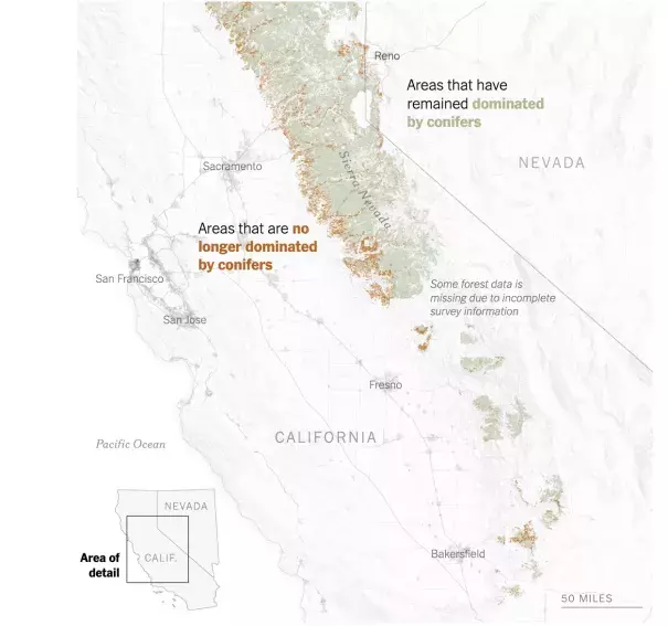 A map of California showing conifer tree distribution.