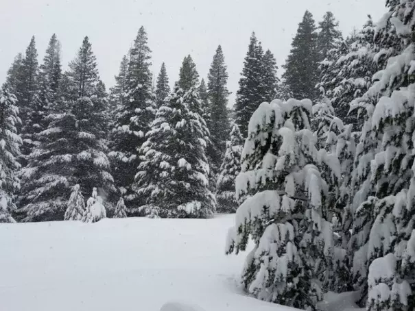 The second snowpack measurement of the winter Feb. 2 was 130 percent of average at Phillips Station off Highway 50 near Sierra-at-Tahoe Road. Photo: California Department of Water Resources