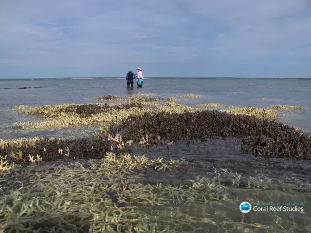 Researchers survey bleached corals in the shallow water in Cygnet Bay, Western Australia, during current bleaching event. Photo: Chris Cornwall
