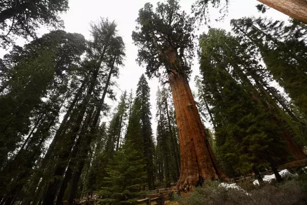 The General Sherman giant sequoia tree stands in the Giant Forest after being unwrapped by US National Park Service (NPS) personnel during the KNP Complex Fire in Sequoia National Park near Three Rivers, California on October 22, 2021. (Credit: Patrick T. Fallon/Getty Images)