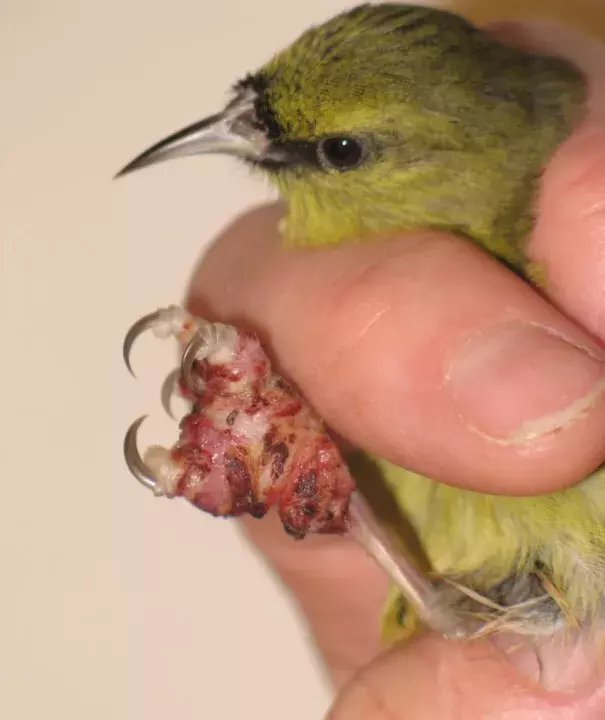 Hawaiʻi ‘amakihi with avian pox. Symptoms of this virus, which can be spread by mosquitoes, include tumor-like lesions on unfeathered parts of a bird’s body, including feet and legs, around the eyes and at the base of the bill. Photo: USGS