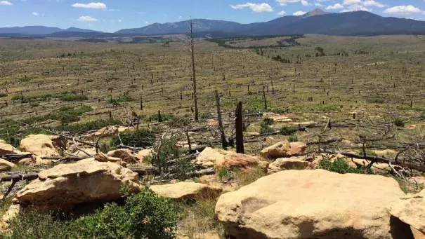 Nearly 20 years after the 2002 Ponil Complex Fire, there’s little sign of the pines that once filled this part of northern New Mexico. In their place, scruby Gambel oaks and mountain mahogany have sprouted. Photo taken in 2016 by Kyle Rodeman