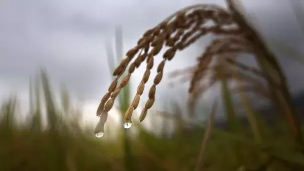 In this May 25, 2015 file photo, drops of rain hang from the tip of a rice stalk before harvest in Burha Mayong village, about 50 kilometers (31 miles) east of Gauhati, India. Photo: Anupam Nath, AP