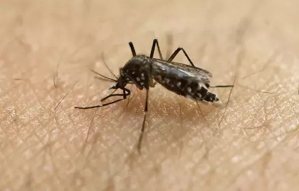 Asian tiger mosquitoes are a vector for Zika, and climate change is prolonging their active season in the U.S. Photo: Andre Penner/AP