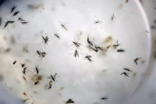 Aaedes aegypti mosquitoes. Photo: Ricardo Mazalan / AP