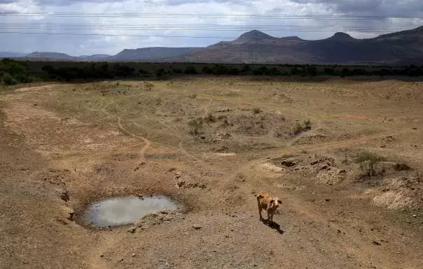 A cow is seen near a dry river outside Utrecht, a small town in the northwest of South Africa’s KwaZulu-Natal, on November 8, 2015. Reuters/Siphiwe Sibeko