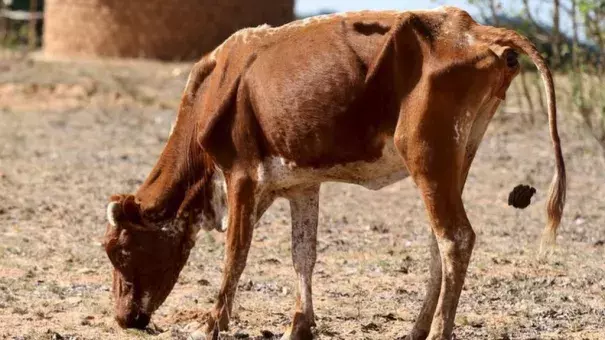 There is very little left for cattle to eat in many parts of Zimbabwe. Photo: Reuters