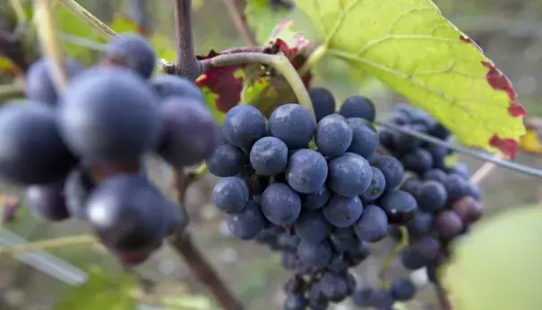Grapes grow on the vine in a vineyard in Epernay, France. The EU's Copa-Cogeca farm union announced that spring hail and frost, combined with sustained drought during the summer, will force wine production down to its lowest level since the second world war. Photo: AP