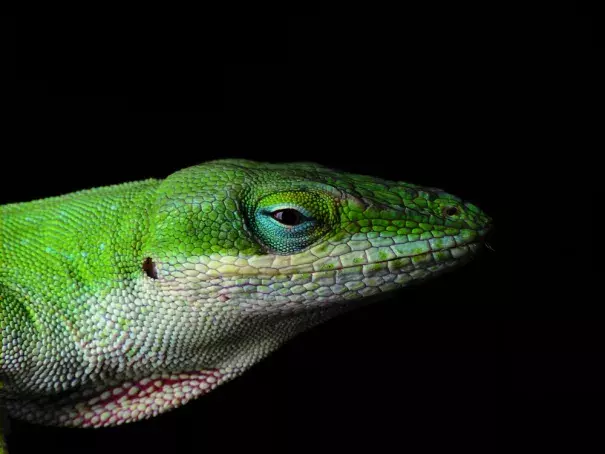 Green anole lizard. Photo: Piccolo Namek, WikiCommons
