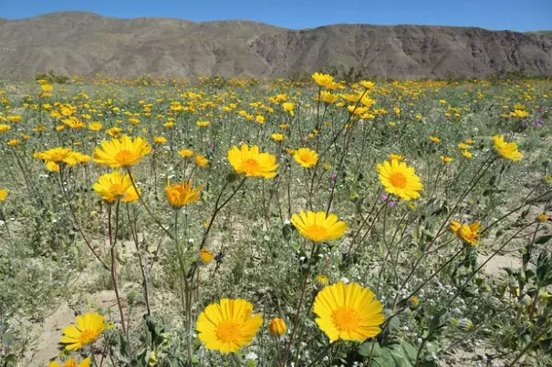 WIldflowers blooming in Anza Borrego Desert Park on March 12, 2017. Photo: Kyle Magnuson, via Creative Commons license