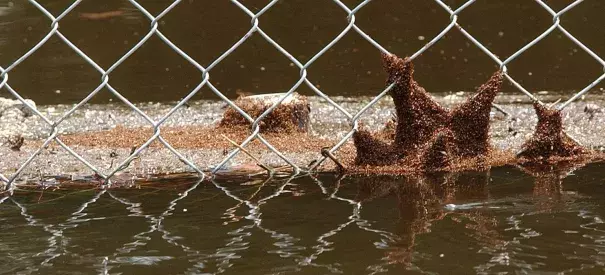 A swarm of fire ants clings to a chain-link fence and floating debris in 2004 in Lithia, Fla. Photo: Chris O’Meara, AP