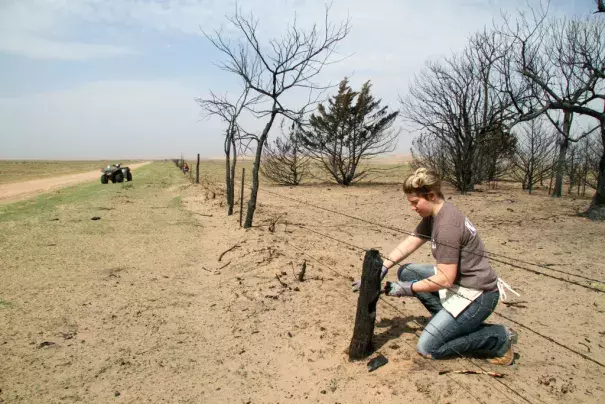In this March 22, 2017 file photo, Kansas State student Reagan Butler and others from a Manhattan youth group help remove damaged fencing over thousands of acres in fire-ravaged Clark County, Ark. The Western mountains are flush with snow and California has canceled its drought emergency, but some farmers and ranchers on the high plains are struggling amid a lengthy dry spell and the aftermath of destructive wildfires. Photo: Michael Pearce, The Wichita Eagle via AP