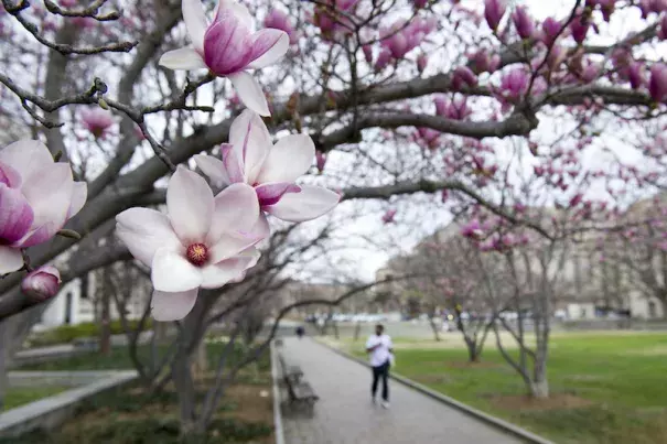 Tulip magnolia trees bloom in Washington, on Feb. 28, 2017. Crocuses, cherry trees, and magnolia trees were blooming several weeks early because of an unusually warm February. The National Park Service predicted on March 8 that the peak bloom of the famed cherry trees at D.C.’s Tidal Basin would occur on March 14-17. This would put it on par with the earliest bloom on record: March 15, 1990. Photo: Cliff Owen, AP