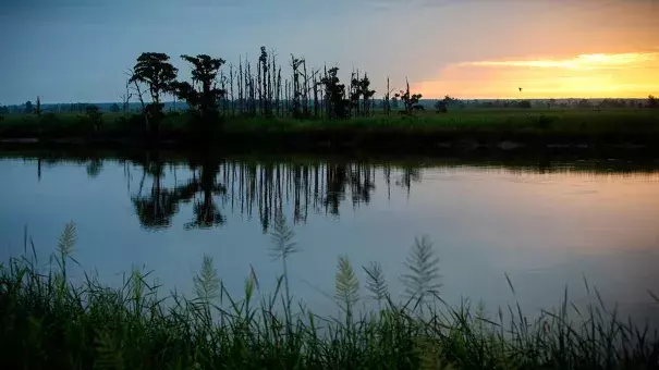 In this July 16, 2017, photo, the sun rises on a "ghost forest" near the Savannah River in Port Wentworth, Ga. Rising sea levels are killing trees along vast swaths of the North American coast by inundating them in salt water. Photo: Stephen V. Morton, AP