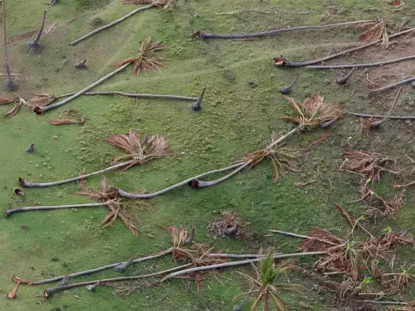 Coconut palms toppled by Hurricane Matthew lay in the countryside near Jeremie, southwestern Haiti, Oct. 14, 2016. Photo: Rebecca Blackwell, AP