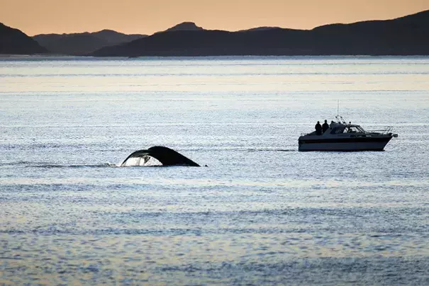 Boats follow a whale as it swims in the water on July 27, 2013, in Nuuk, Greenland. Photo: Joe Raedle, Getty Images