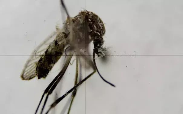 A view through a microscope shows the Aedes aegypti mosquito, which transmits the virus Zika, at a laboratory at the National Institute of Health in Bogota, Colombia. Photo: EPA