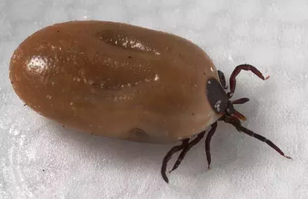 Blacklegged tick (Ixodes scapularis) engorged with a meal of blood. Photo: CDC/ Dr. Gary Alpert, Urban Pests, Integrated Pest Management